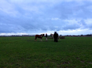 Study for 'Landscape with horses', Lamswaarde, January 8 2023, print on foam board, 84,5 x 119,5 cm. edition of 3 + 1 AP