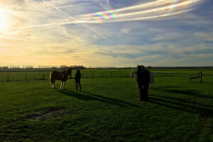 Study for 'Landscape with horses', Lamswaarde, January 7 2023, print on foam board, 84,5 x 119,5 cm. edition of 3 + 1 AP